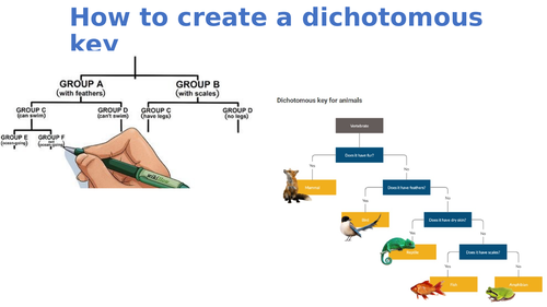 How to create a dichotomous key plus classification