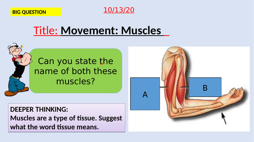 Muscles-KS3-Suitable for activate SOW