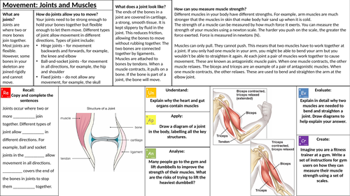 Movement Bones And Muscles Teaching Resources