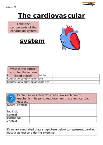Cardiovascular System Work sheet