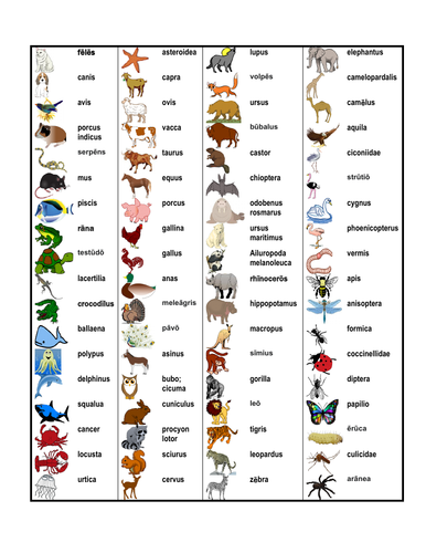 Animālia (Animals in Latin) Desk Mat