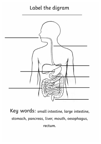 Human digesative system