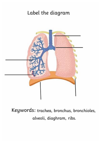 Human Respiratory System