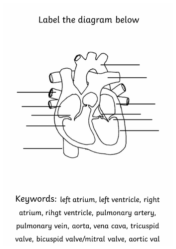 human heart diagram labeled black and white