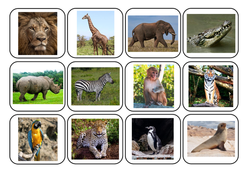 Zoo animals matching photos/words - Autism/ASC/SEN/Maths