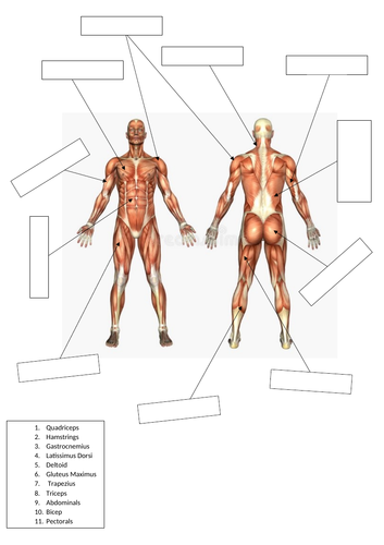 Major Muscle Missing Word Worksheet