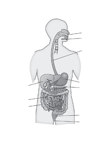 human digestive system diagram without labels