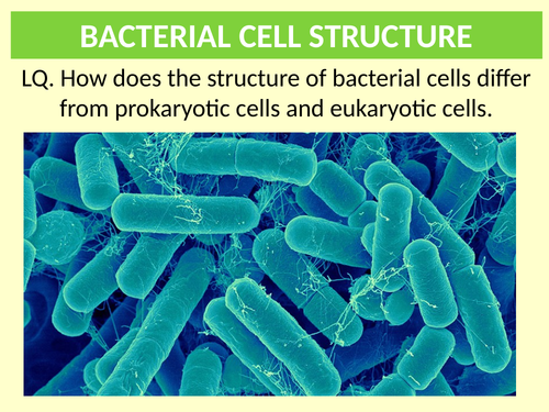 AQA. GCE. Biology. Cells. Bacterial cell structure.