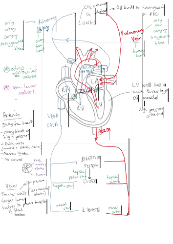 The Heart and Circulation Revision (Blank and Model) | Teaching Resources