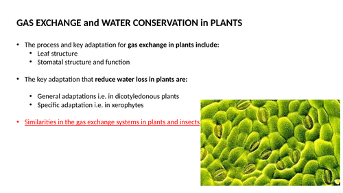 A level Biology: Gas exchange and transport in plants