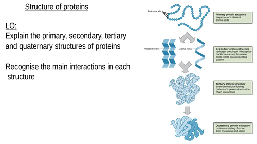 A-Level Chemistry Protein Structure
