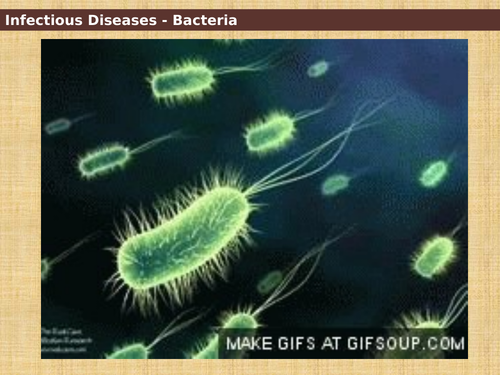 Bacteria - Detailed introduction
