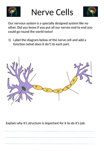 Labelling a nerve cell