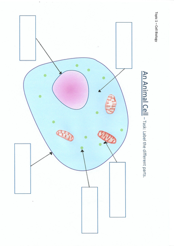 An Animal Cell diagram to label