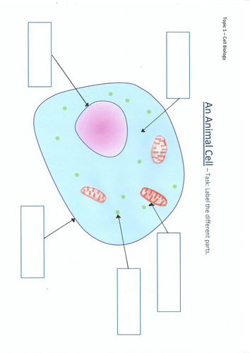 simple animal cell without labels