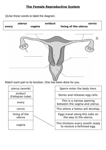 The Female Reproductive System Teaching Resources 2719