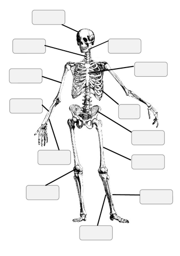 skeletal system with labels