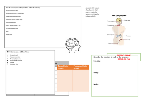 AQA Psychology- Biopsychology- how much have you learnt so far?