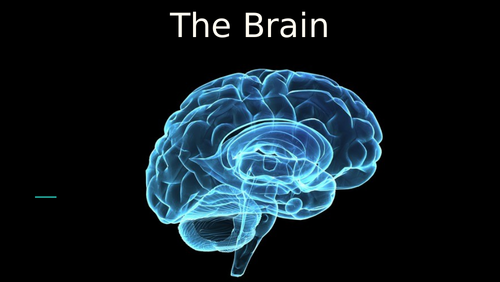 The Brain Powerpoint