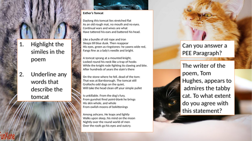 Esther's Tom Cat Poem, PEE Question and Task - English KS3 Poetry