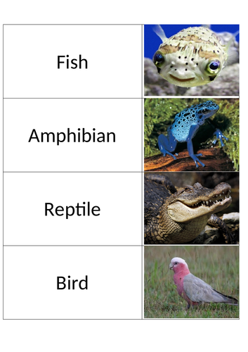 Classification snap cards