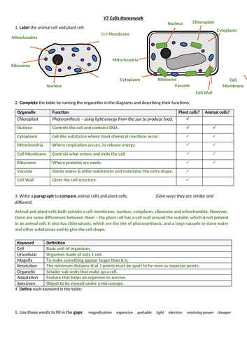 Cells Homework/Revision Worksheet (Specialised Cells, Microscopes)