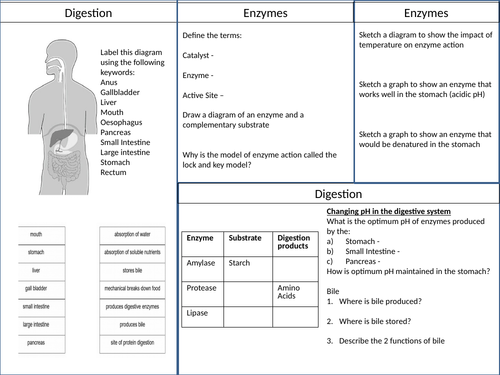 GCSE Digestive System and Enzymes Revision