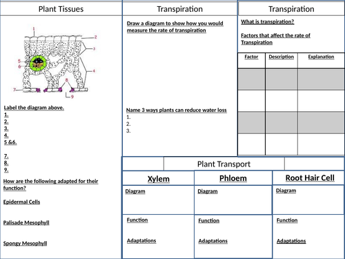 GCSE Plants and Transpiration Revision