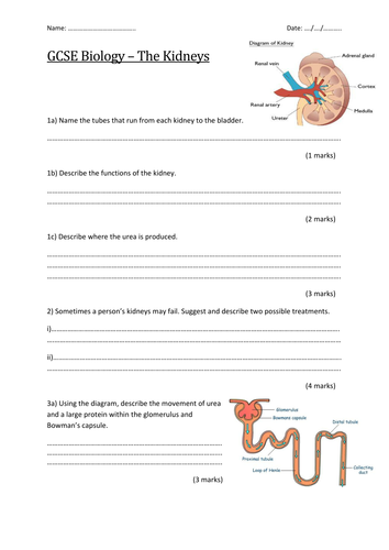 GCSE AQA and EDEXCEL Biology Revision Questions: The Kidneys