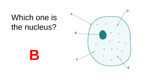 Animal Cell Quiz (KS3)