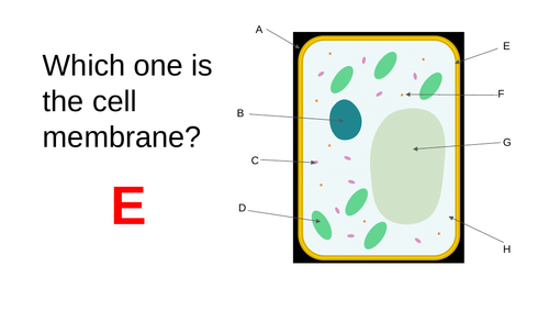 Plant Cell Quiz Ks3 Teaching Resources