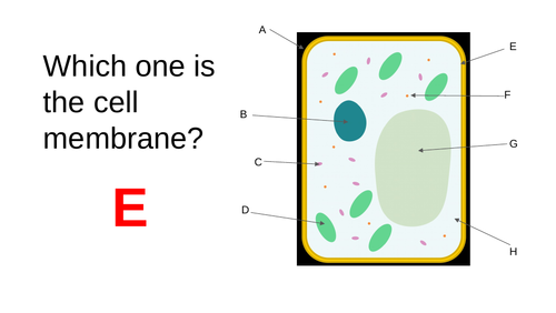 Plant Cell Quiz (KS3)