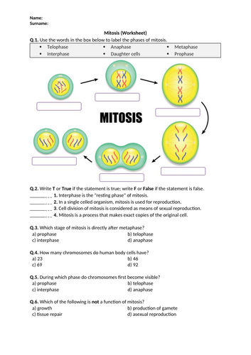 Mitosis - Worksheet | Distance Learning