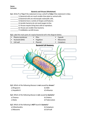 Bacteria and Viruses - Worksheet | Distance Learning | Teaching Resources