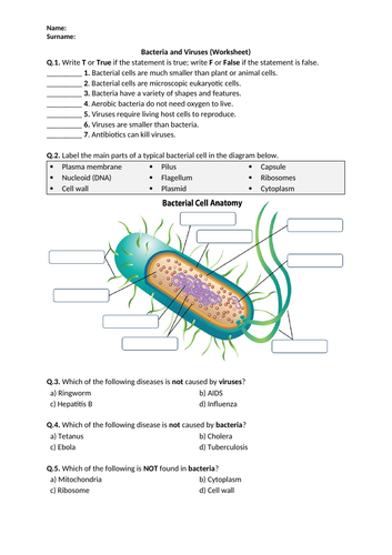 bacteria-and-viruses-worksheet-distance-learning-teaching-resources