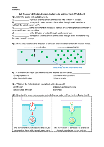 Cell Transport: Diffusion, Osmosis, Endocytosis, and Exocytosis - Worksheet