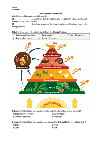 Energy Pyramid - Worksheet | Distance Learning | Teaching Resources