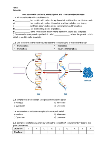 DNA to Protein Synthesis, Transcription, and Translation - Worksheet