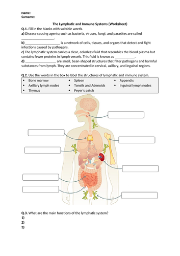 Immune System Activity Worksheets