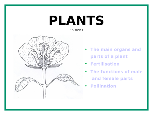 Main Parts of a Flower - PowerPoint