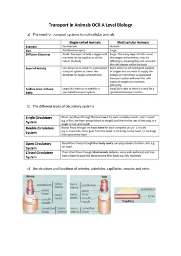 Transport in Animals OCR A Level Biology