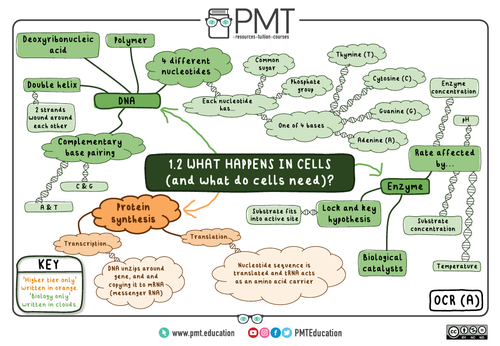 OCR (A) Biology GCSE (9-1) Mindmaps