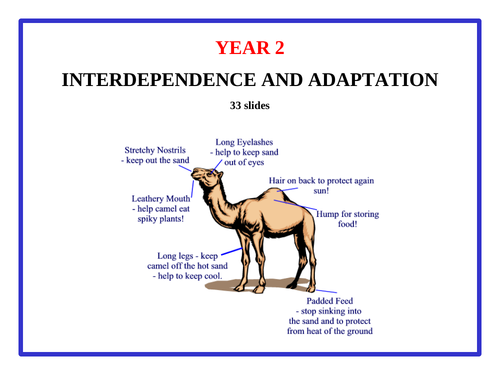 Year 2 Interdependence and Adaptation - PowerPoint
