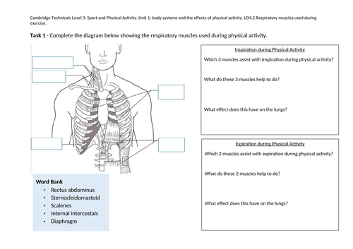 LO4.2 Respiratory muscles used during exercise worksheet