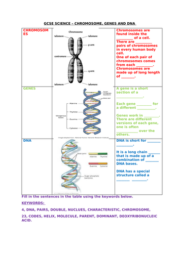 GCSE SCIENCE - DNA, CHROMOSOMES AND GENES.