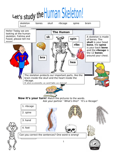 Living Things! The Human Skeleton