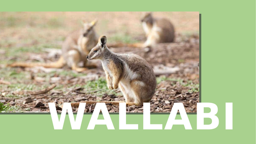 Wallaby Information Text and Reading Comprehension - All About Wallabies