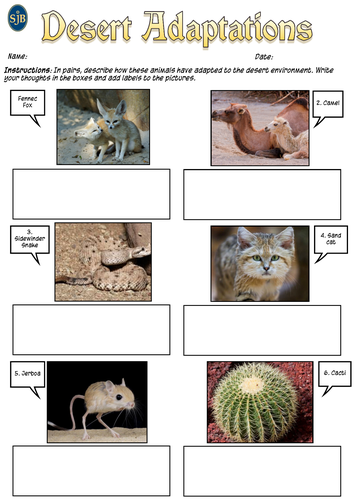 Animal Adaptations