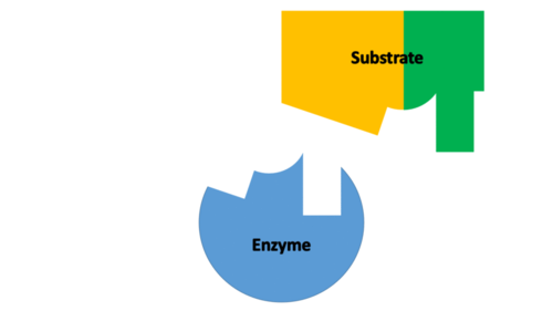 Enzyme Lock and Key Theory GIF