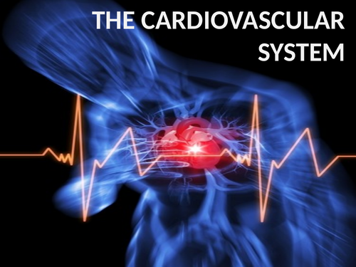 A-Level PE - The Cardiovascular System (Lesson 1 - The Heart)